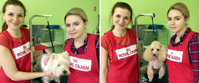 Выпускницы курсов груминга в зоосалоне 4 лапы в Минске
