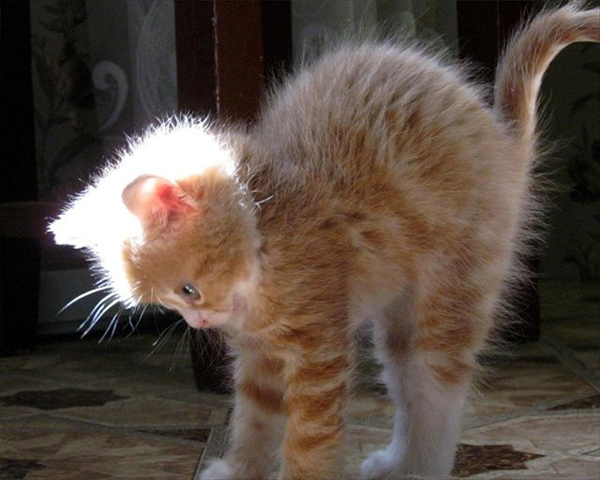 Котенок