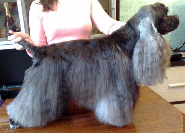 Стрижка американского кокер-спаниеля Стрижка американского кокер-спаниеля