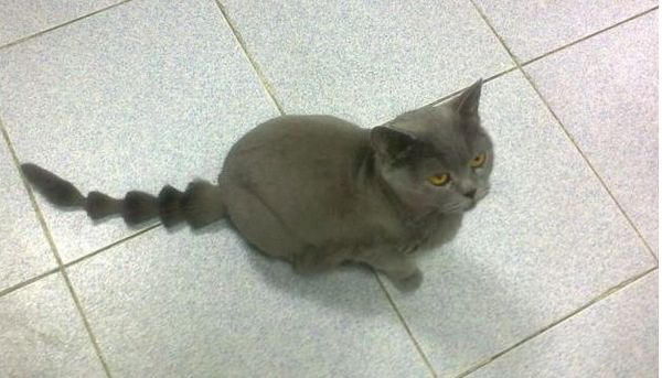 Оригинальная стрижка короткошерстной кошки Оригинальная стрижка короткошерстной кошки