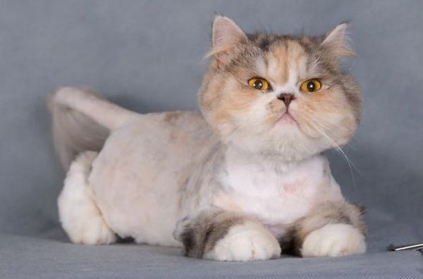 Стрижка персидской кошки Стрижка персидской кошки