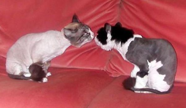 Гигиеническая стрижка кошек Гигиеническая стрижка кошек