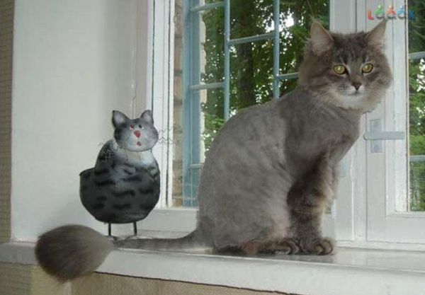 Стрижка сибирского кота Стрижка сибирского кота