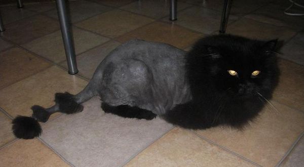 Стрижка длинношерстной кошки "Под льва" Стрижка длинношерстной кошки "Под льва"