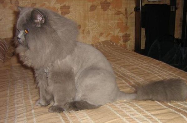 Оригинальная стрижка длинношерстного кота Оригинальная стрижка длинношерстного кота