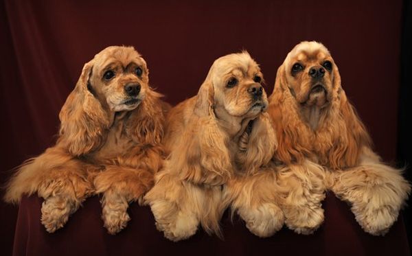 Спаниели Спаниели