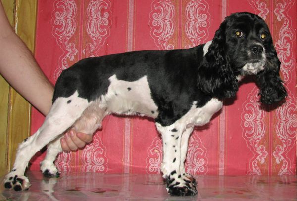 Короткая стрижка спаниеля Короткая стрижка спаниеля