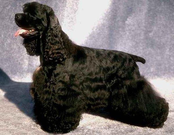 Классическая стрижка спаниеля Классическая стрижка спаниеля