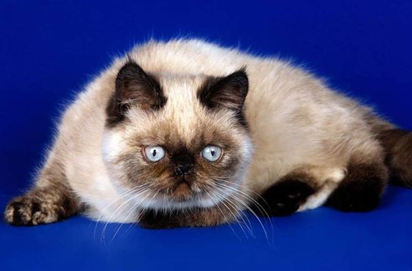 Экзотическая короткошерстная кошка Экзотическая короткошерстная кошка