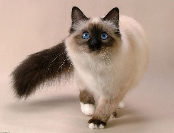 Сиамская кошка Сиамская кошка