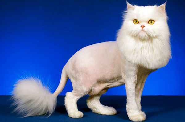 Стрижка кота Стрижка кота