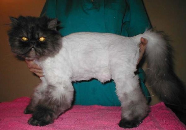 Вариант гигиенической стрижки кота Вариант гигиенической стрижки кота