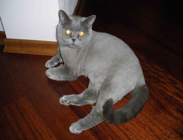 Гигиеническая стрижка кота короткошерстного кота Гигиеническая стрижка кота короткошерстного кота