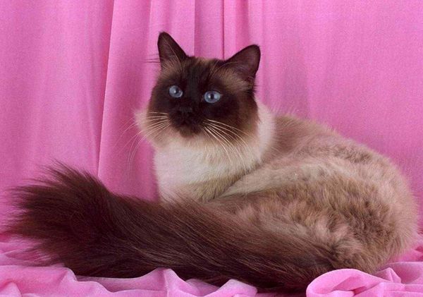 Длинношерстная кошка Длинношерстная кошка