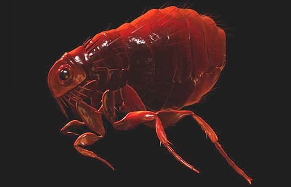 Блоха Блоха