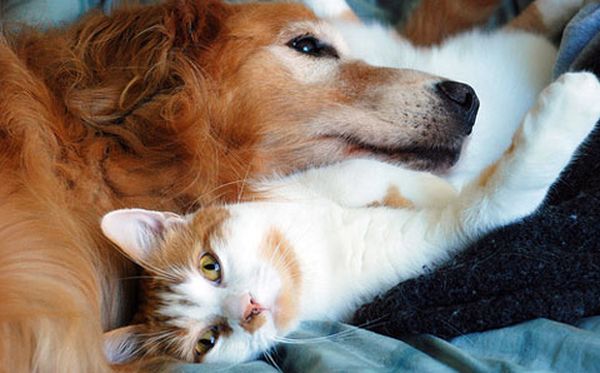 Собака и кот Собака и кот