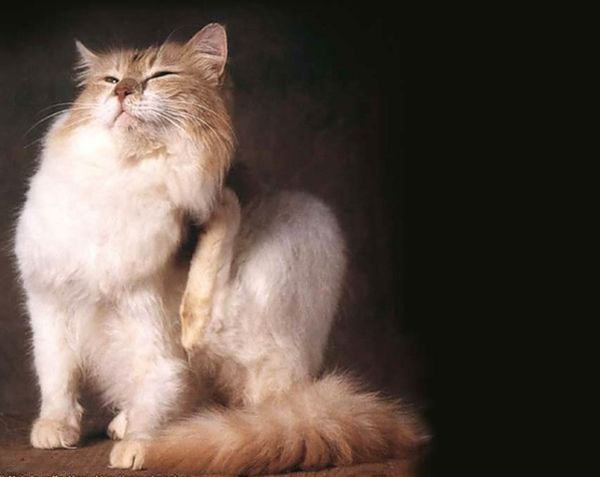 У кошки болхи У кошки болхи