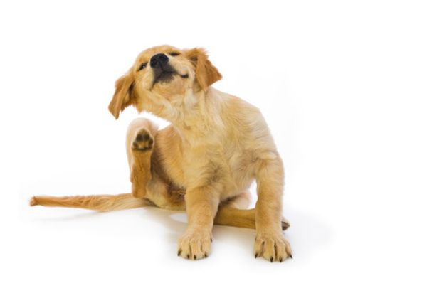 Блохи у собаки Блохи у собаки