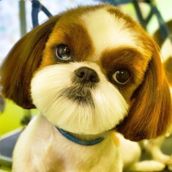 Милашка ши-тцу. Стрижка в Минске