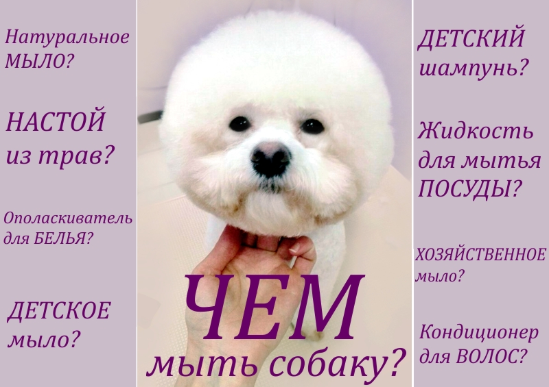 Чем мыть собаку? Детским или хозяйственным мылом? А может, жидкостью для мытья посуды?