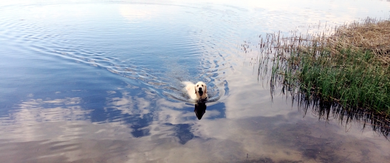 Собака плывет по озеру Собака породы золотистый ретривер купается в озере