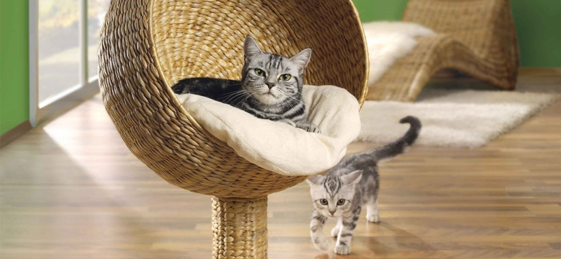 Какие товары для кошек нужно купить котенку
