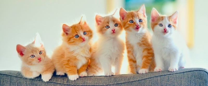 Рыжие котята