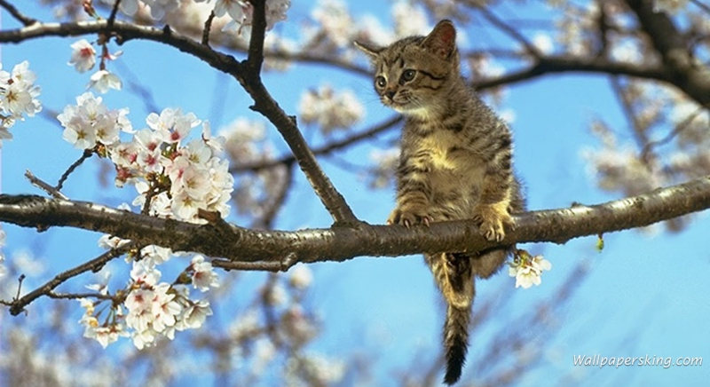 Котенок сидит на цветущем дереве
