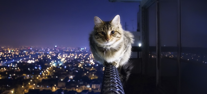 Кот сидит на парапете
