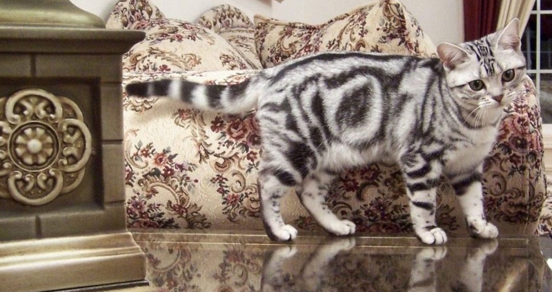 Красивый котик британец