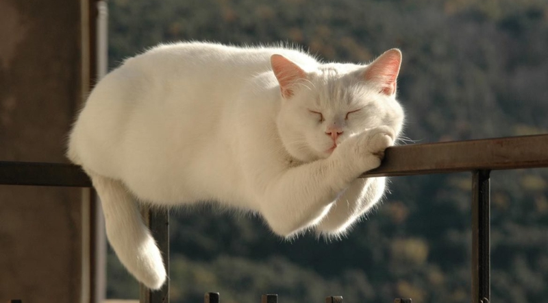 Кот спит на парапете