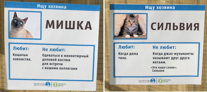 Коты Мишка и Сильвия ищут новых хозяев