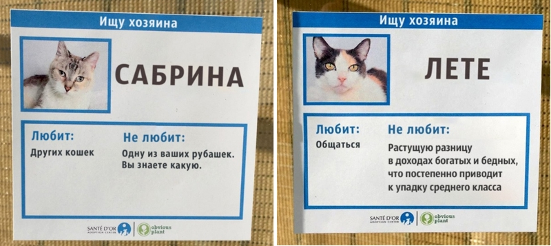Кошка Сабрина и кот Лете ищут новых хозяев