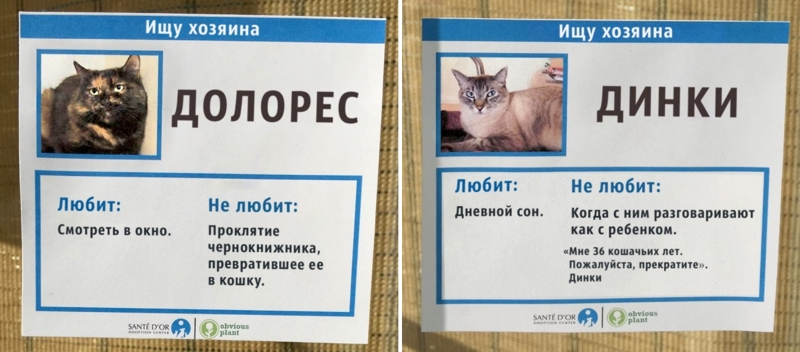 Кошки Долорес и Динки ищут новых хозяев