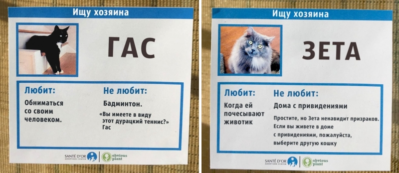 Кот Гас и кошка Зета ищут новых хозяев