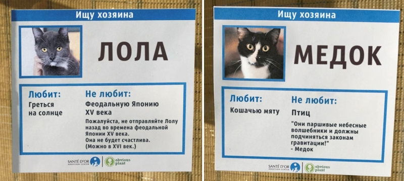 Кот Медок и кошка Лола ищут новых хозяев