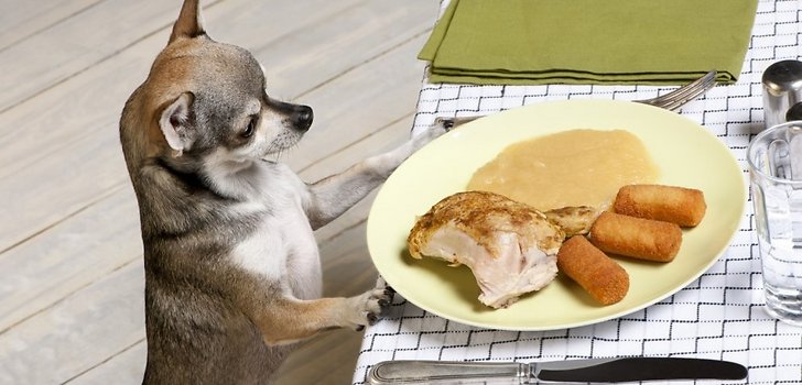 Кафе-бару Svobody, 4 присвоен неформальный статус dog friendly
