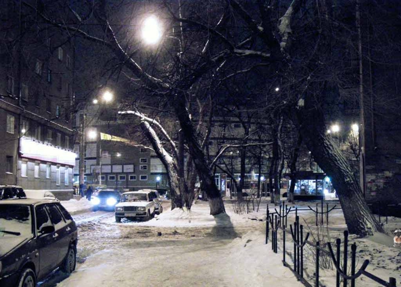 Собака цверг терьер спряталась зимой под деревом
